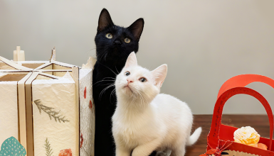 Love Makes Stray Kittens Grow Well